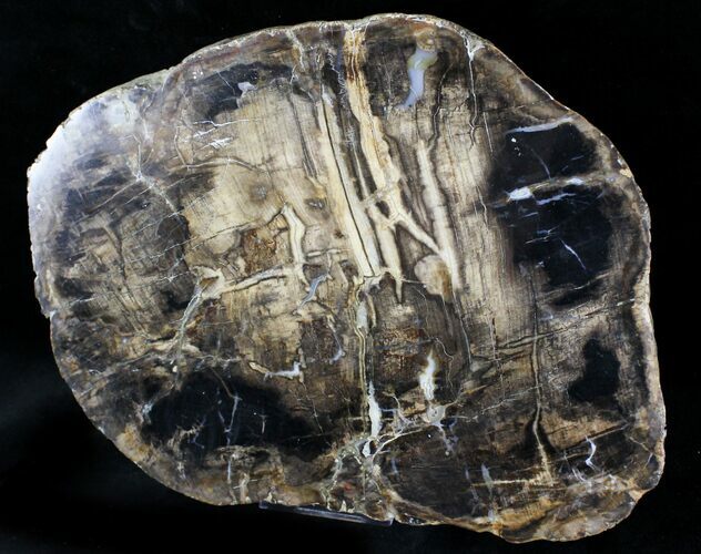 Thick Petrified Wood (Metasequoia) - Sweet Home, Oregon #23351